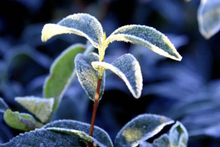 Load image into Gallery viewer, 2025 Tongxin She Teahouse: Phoenix Dancong "Xuepian Yashi Xiang" – The Stunning Culmination of Winter's Essence雪片鸭屎香