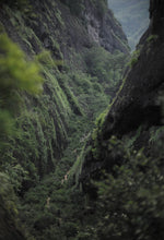 Load image into Gallery viewer, Taste the Rare "Yu Qi Lin" and Enjoy the Charm of Wuyi Tea