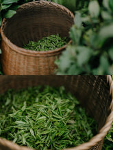 Load image into Gallery viewer, Tongxin She Teahouse | 2026 Premium West Lake Longjing Pre-sale,Baihefeng Yuantoumen: The Hidden Spirit of Jiangnan’s Spring Mountains