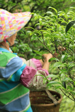 Load image into Gallery viewer, Tongxinshe Teahouse's 2025 Premium Ancient Tree "Dongfanghong" Fenghuang Dancong/特级古树东方红。