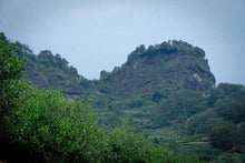 Load image into Gallery viewer, Wuyi Rock Tea Small Varieties: Tuberose Aroma./夜来香岩茶.