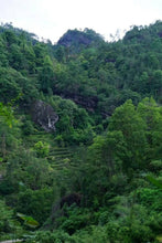 Load image into Gallery viewer, 2024 Wuyi Rock Tea Matouyan Rougui handmade by Mr. Wang Guoxing