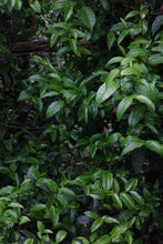 Load image into Gallery viewer, "2024 Bangdong·Barren Mountain Ancient Tree Pu'er Sheng Tea"邦东·荒山古树普洱生茶.