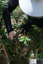 Load image into Gallery viewer, 2024 Discovering the Allure of Beidou: A Hidden Gem in Wuyi Rock Tea