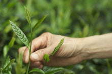 Load image into Gallery viewer, Exploring the Secret of Wuyi: Tongxinshe Teahouse Recommends the Niche Treasure "Lotus Peak Huang Qi"莲花峰黄奇