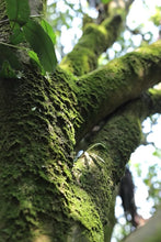 Load image into Gallery viewer, Tongxinshe Teahouse Recommendation: 2025 Da'an Ancient Tree Baxian, Savor the Orchid Elegance of "Perfume in Tea"