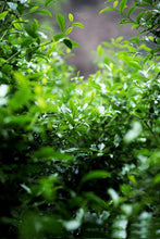 Load image into Gallery viewer, Wuyi rock tea Zheng Yan Rou Gui "Shan Jian Liu Xiang"正岩肉桂山涧留香。