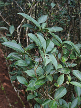 Load image into Gallery viewer, San Yang Feng Rou Gui/三仰峰肉桂