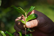 Load image into Gallery viewer, Concentric House Teahouse's Quest for Wuyi Rare Cultivar: Zui Gui Ji
