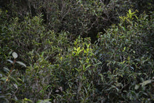 Load image into Gallery viewer, Tasting the "Tea Tiger" in 2025: Spring Delights at Tongxin She Teahouse