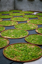 Load image into Gallery viewer, Phoenix Dancong rare variety "Shi Li Xiang  Dancong"/十里香