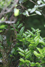 Load image into Gallery viewer, 2024 WuDong Da'an LaoCong Mi Lan Xiang /大庵老枞蜜兰香.