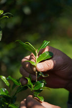 Load image into Gallery viewer, New Product Launch | Handmade by Intangible Cultural Heritage Inheritor Wang Guoxing, 2025 Matouyan Rougui "Horse Meat" Makes a Grand Debut 马头岩肉桂