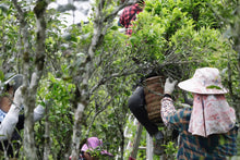 Load image into Gallery viewer, 2024 Phoenix Dancong Limited Edition "Ancient Tree Dong Fang Hong "