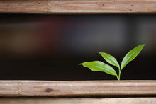 Load image into Gallery viewer, 2024 WuDong Da'an LaoCong Mi Lan Xiang /大庵老枞蜜兰香.