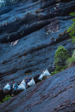 Load image into Gallery viewer, Tongxinshe Teahouse Limited Release | Explore the Century-Old Charm of Wuyi Rock Tea "White Peony" from Matouyan Shuidongkou 水洞口白牡丹