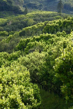 Load image into Gallery viewer, "Ancient Tree Old Song Zhong"