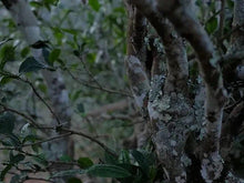 Load image into Gallery viewer, 2023 Hui Yuan Keng Lu Xiu Centennial Lao Cong Shui Xian.