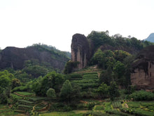 Load image into Gallery viewer, 2023 Ma Tou Yan Lao Cong Mei Zhan(马头岩老枞梅占)