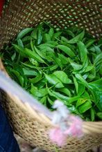 Load image into Gallery viewer, Tongxin She Teahouse New Launch | 300-Year-Old Ancient Tree Honey-Floral Oolong: Time Infused in Every Brew古树蜜花香