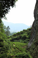 Load image into Gallery viewer, Produced by the inheritor of the intangible cultural heritage of "Niulankeng Rou Gui" in the core production area of Wuyishan Rock Tea in 2024.