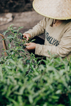 Load image into Gallery viewer, 2024 Tao Xi Da Hong Pao (Peach Fragrance Da Hong Pao)桃喜大红袍。