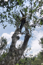 Load image into Gallery viewer, Exploring the Ancient Mangzhi Ancient Tree Dragon Ball Raw Pu'er Tea in Yunnan, China
