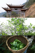 Load image into Gallery viewer, 2016 Xigui Ancient Tree Raw Pu'er Tea: A Rare Treasure in Tongxin She Teahouse