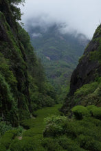 Load image into Gallery viewer, Plum Spirit Meets Cliff Charm: A Tasting Note of Tongxin She's 2025 Ancient Old Bush Xiangtianmei Oolong
北斗峰老枞向天梅