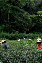 Load image into Gallery viewer, Tongxinshe Starter Rock Tea|Lianhua Peak Rou Gui – A Gentle Rock Rhyme for Beginners 莲花峰肉桂