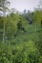 Load image into Gallery viewer, Tongxin Tea House March Trip to Yixing | Tasting the First-Pick Yangxian Xueya,The Spring Freshness Hidden in the Capital of Zisha