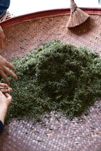 Load image into Gallery viewer, Tongxin She Teahouse | 2026 Tongmu Guageng · Tongmu Lanyun Wild Black Tea桐木兰韵。