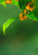 Load image into Gallery viewer, 2026 Premium Sweet Osmanthus Longjing · One Tea Embodies Spring and Autumn, Scent Crafted to Perfection特级桂花龙井