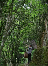 Load image into Gallery viewer, Guang Dong Oolong tea“Phoenix Dancong, grapefruit fragrance”柚花香