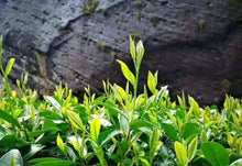 Load image into Gallery viewer, Taste the Rare "Yu Qi Lin" and Enjoy the Charm of Wuyi Tea
