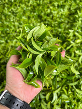 Load image into Gallery viewer, Guangdong Oolong Tea Phoenix Dancong “Wu Dong Ju Duo Zai”乌岽锯朵仔