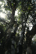 Load image into Gallery viewer, "Ancient Tree Old Song Zhong"