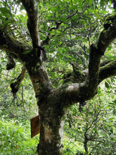 Load image into Gallery viewer, The wild charm of the mountains at the top of Xishuangbanna—Single Pu'er sheng tea from the ancient tree Huazhuliangzi/滑竹梁子古树单株.