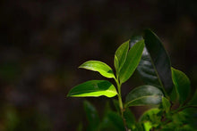 Load image into Gallery viewer, Phoenix Dancong tea - "Shemen"/輋门