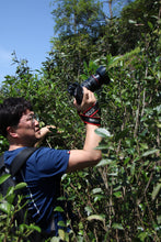 Load image into Gallery viewer, 2024 In Search of Jinjiaoyi Shuixian: A Treasure of Wuyi Rock Tea in Tongxin She Teahouse