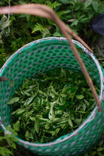 Load image into Gallery viewer, Tongxin She 2026 Tongmuguan Old-Clump Black Tea New Launch | Bearing Mountain Bones, Sipping Years, One Brew Reveals Tongmu 老枞红茶