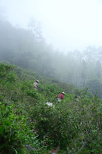 Load image into Gallery viewer, Tongxin She 2026 Tongmuguan Old-Clump Black Tea New Launch | Bearing Mountain Bones, Sipping Years, One Brew Reveals Tongmu 老枞红茶