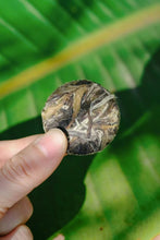 Load image into Gallery viewer, New at Tongxin She Tea House|2016 Fuding Button White Tea Loquat Whisper · White Peony: Portable Honey Aroma, Elegance On the Go