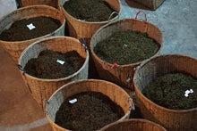 Load image into Gallery viewer, The 19th Black Tea Competition of Wuyishan Tea Bureau,First Prize "Xiao Chi Gan"