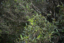 Load image into Gallery viewer, Tasting the "Tea Tiger" in 2025: Spring Delights at Tongxin She Teahouse