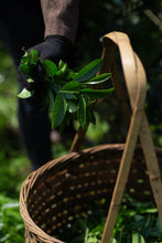 Load image into Gallery viewer, Tongxinshe Teahouse Limited Release | Explore the Century-Old Charm of Wuyi Rock Tea "White Peony" from Matouyan Shuidongkou 水洞口白牡丹