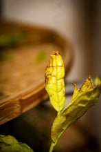 Load image into Gallery viewer, Tongxin She Teahouse 2025 Limited Launch | Handmade Bai Jiguan by Gao Peng and His Mother, A Cup Holds the Elegance of Wuyi白鸡冠。