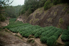 Load image into Gallery viewer, San Yang Feng Rou Gui/三仰峰肉桂