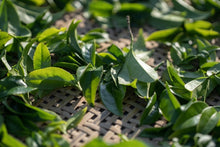 Load image into Gallery viewer, "Ancient tree Tuberose Fragrance dancong oolong".古树夜来香/Gu Shu Ye Lai Xiang.