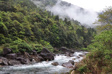 Load image into Gallery viewer, The 19th Black Tea Competition of Wuyishan Tea Bureau,First Prize "Xiao Chi Gan"